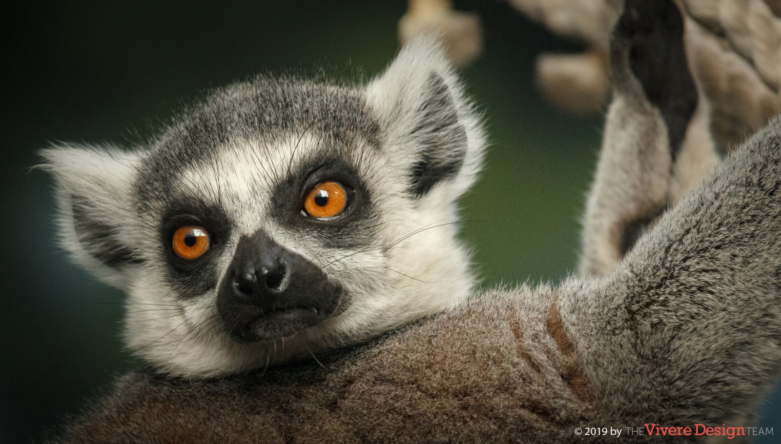 Ringtailed Lemur